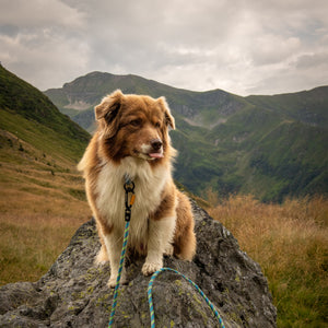 rope dog leash 