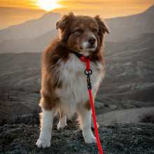 tuenne_climbing_rope_dog_leash